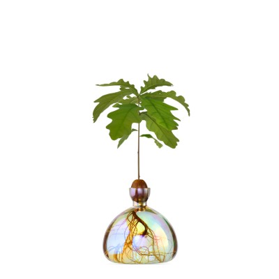 ILEX STUDIO - Vase à gland - Cosmic