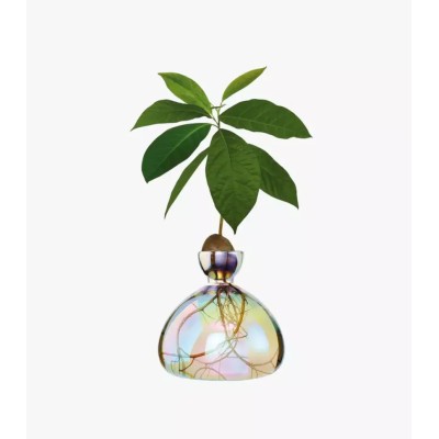 ILEX STUDIO - Vase à avocat - Cosmic