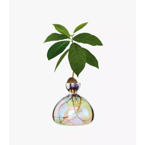 ILEX STUDIO - Vase à avocat - Cosmic