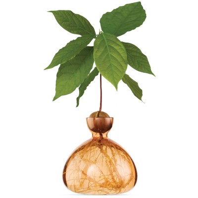 ILEX STUDIO - Vase à avocat - Abricot
